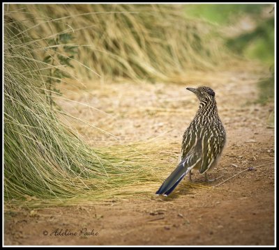 Roadrunner