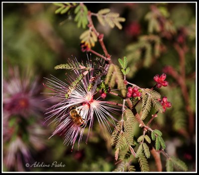 Bristle brush