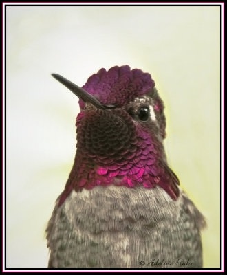 Anna's Hummingbird Portrait