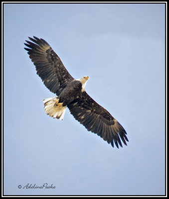Bald Eagle Flight over our farm