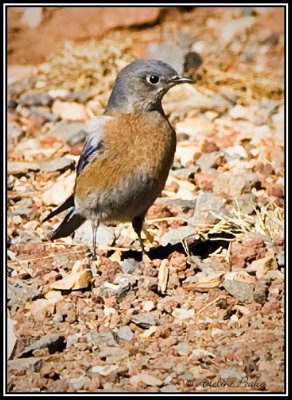 Western Bluebird