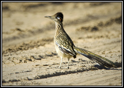 Male Greater Roadrunner