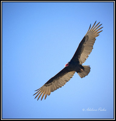 Turkey Vulture