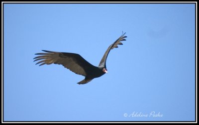 Turkey Vulture