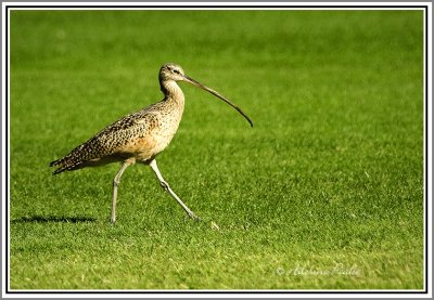 Long-billed Curlew