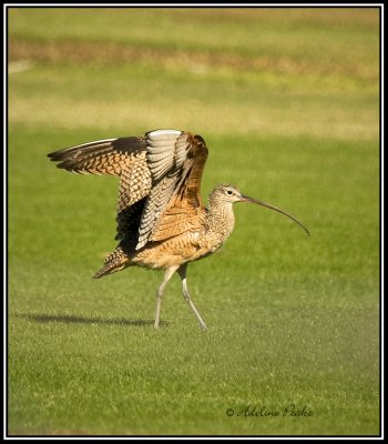 Long-billed Curlew