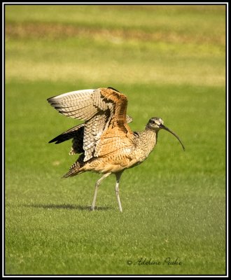 Long-billed Curlew