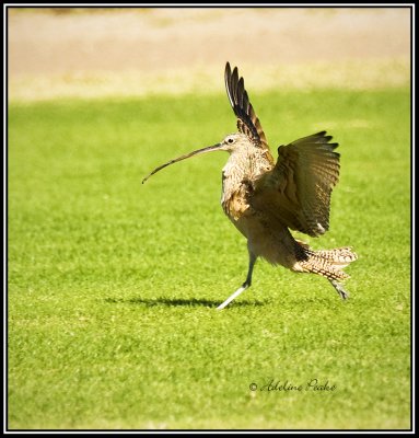 Long-billed Curlew