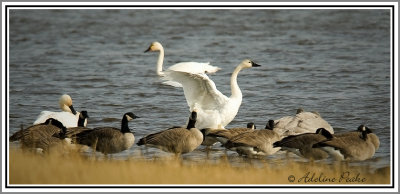 Canada Geese and Swans