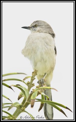 Northern Mockingbird