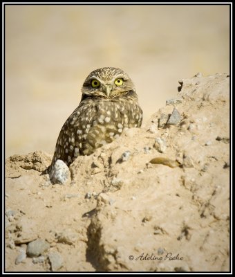 Burrowing Owl