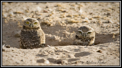 Burrowing Owls