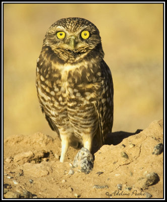 Burrowing Owl