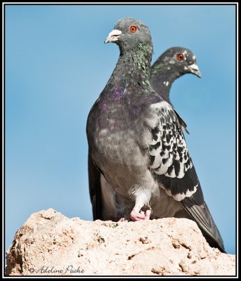 Rock Doves