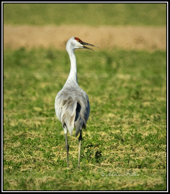 Sandhill Crane