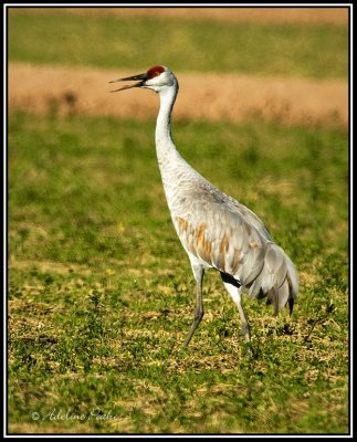 Sandhill Crane