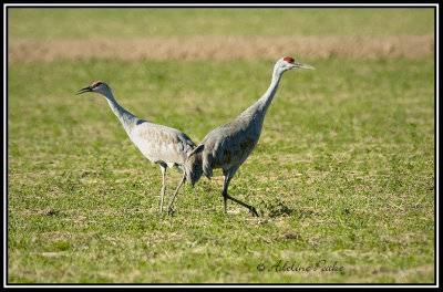Sandhill Cranes