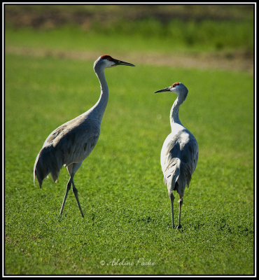 Sandhill Cranes