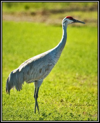 Sandhill Crane