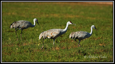 Sandhill Cranes