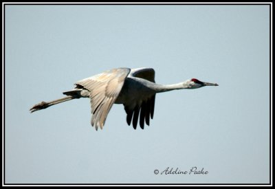 Sandhill Crane