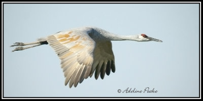 Sandhill Crane