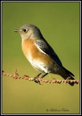 Western Bluebird