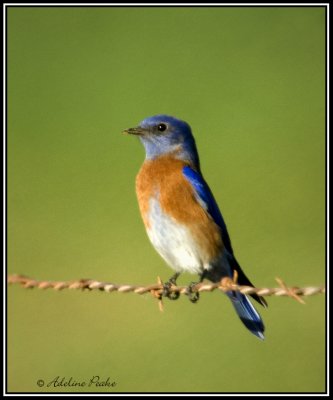 Western Bluebird