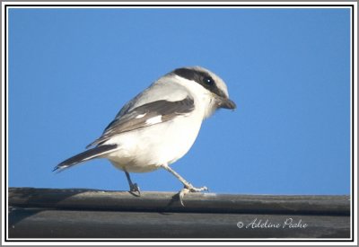 Loggerhead Shrike