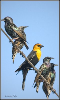 Yellowheaded Blackbird and Starlings