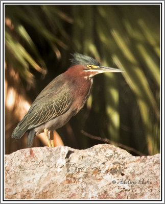 Green Heron