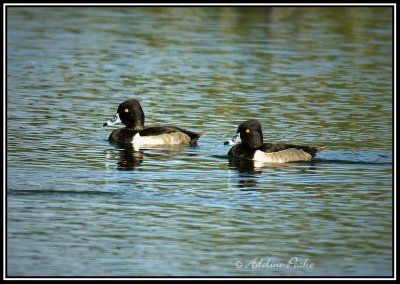 Ring-necked Ducks