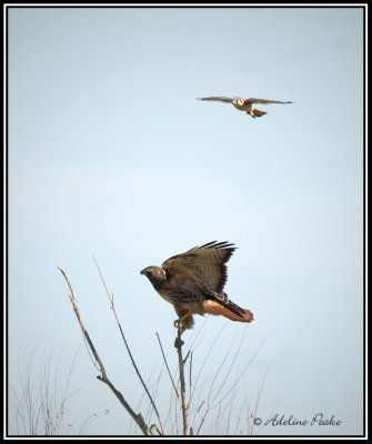 American Kestrel chasing Red-tailed Hawk