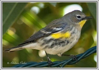 Yellow rumped Warbler