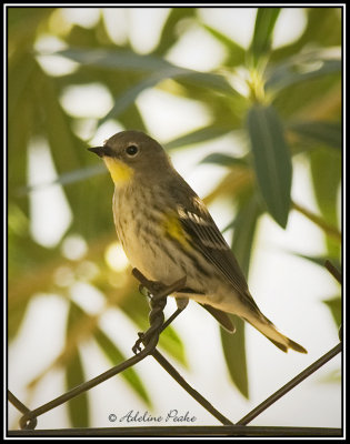 Yellow rumped Warbler