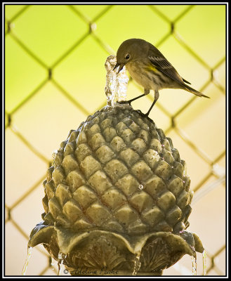 Yellow rumped Warbler