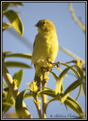 Unknown Warbler