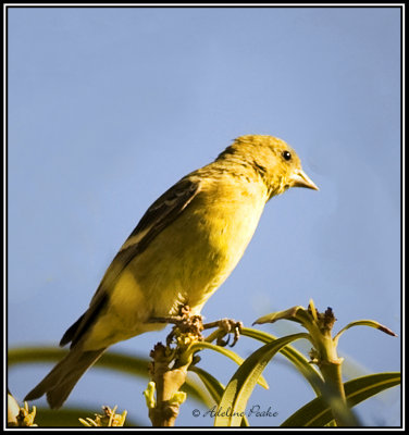 Unknown Warbler