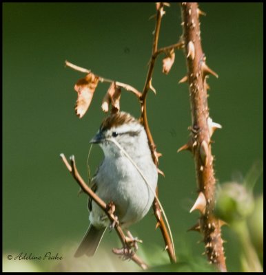 Chipping Sparrow