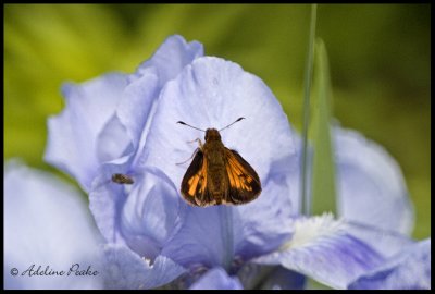 Unidentified Butterfly on Iris