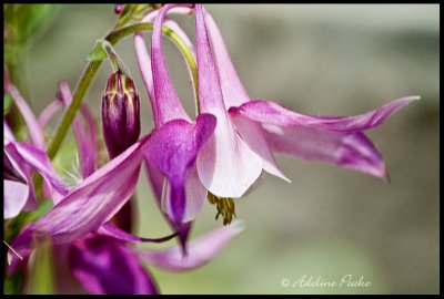 Pink Columbine