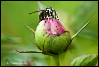 Black Jacket Wasp on Peony Bud