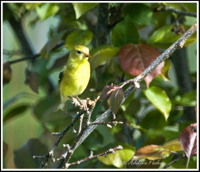 Female American Goldfinch