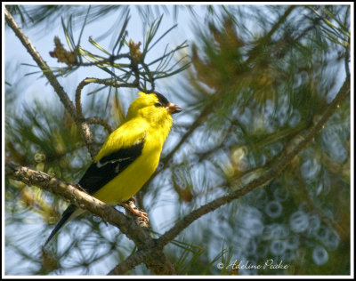 Male American Goldfinch