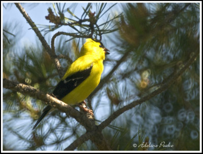 Male American Goldfinch