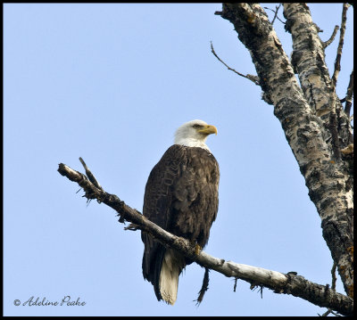 Male Bald Eagle