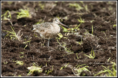 Marbled Godwit
