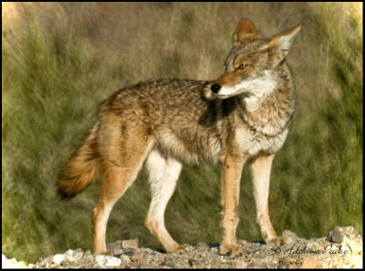 Coyote