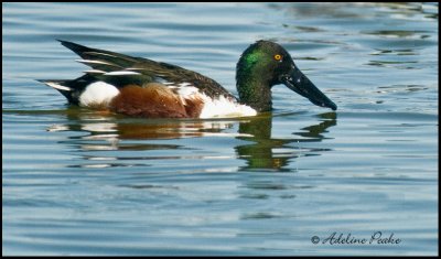 Northern Shoveller