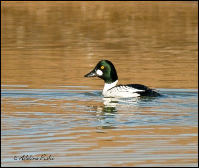 Common Goldeneye Duck